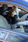 The Road Tripper - Trains Your Cat to Love Car Rides