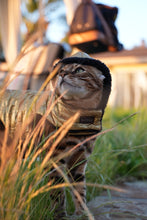 Load image into Gallery viewer, Hideaway Hoodie Collection - Reversible Cat Jacket
