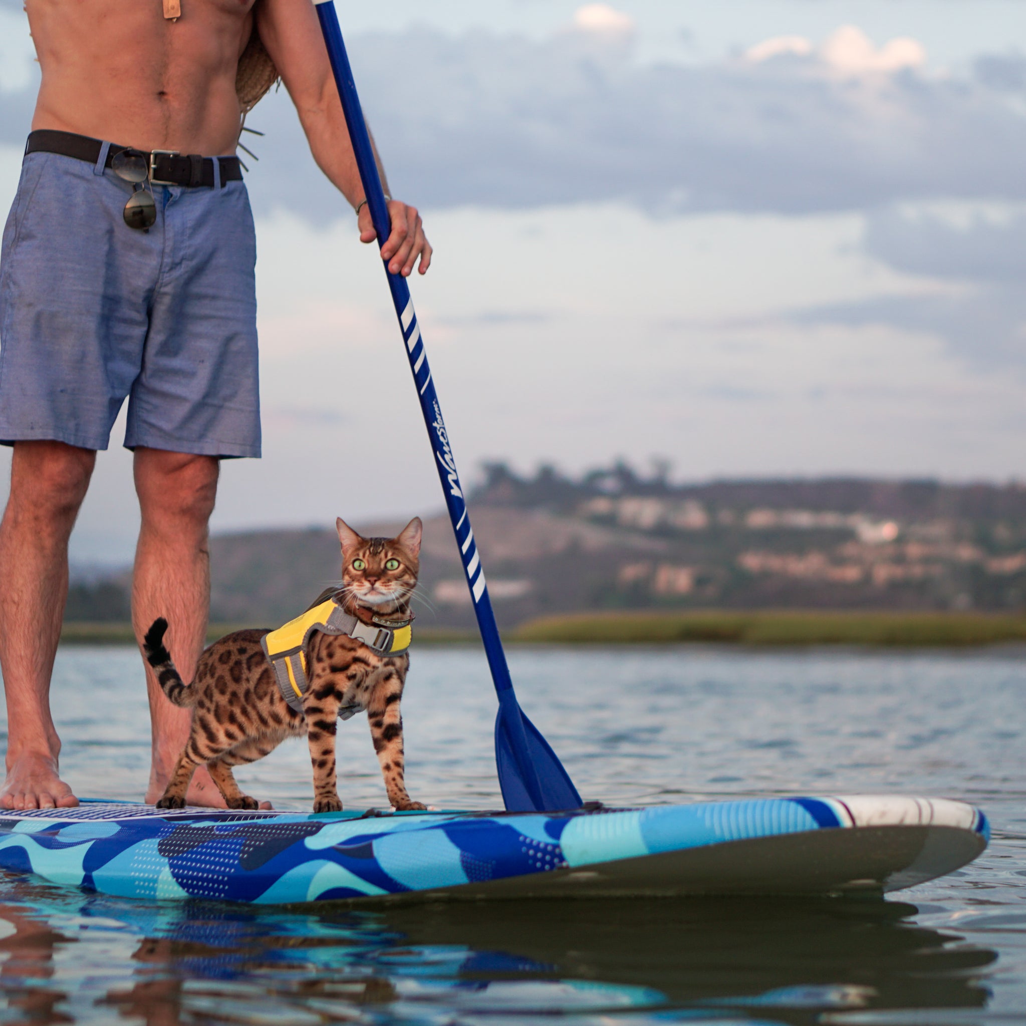 SurferCat