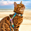 Iridescent Collection- sold separately Hands Free Leash, Escape Proof Harness & collars