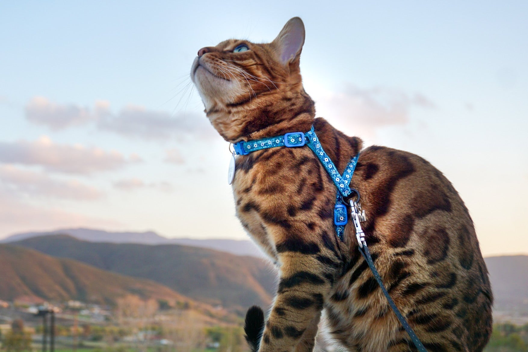 A Bengal cat wearing a blue patterned harness and collar sits on a concrete ledge with a scenic mountain landscape in the background.