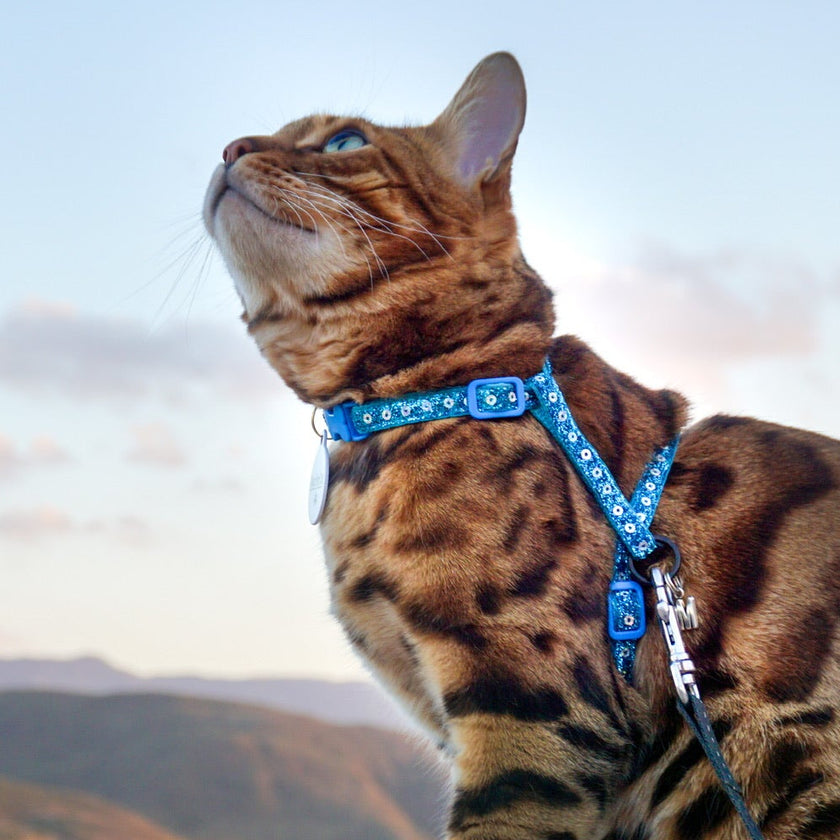 Rugged Glitter Collection - Escape-Proof Harness