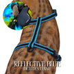 Leash and Harness Set