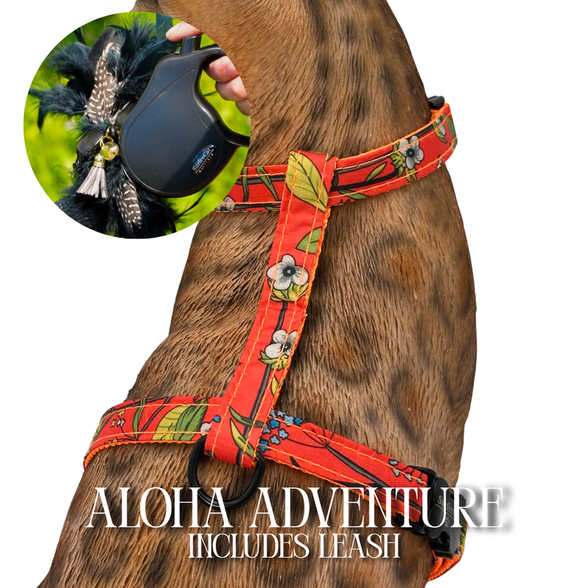 Leash and Harness Set