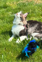 Load image into Gallery viewer, Leash and Harness Set
