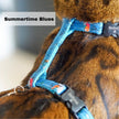 Black Dipped in Gold Leash and Harness Set