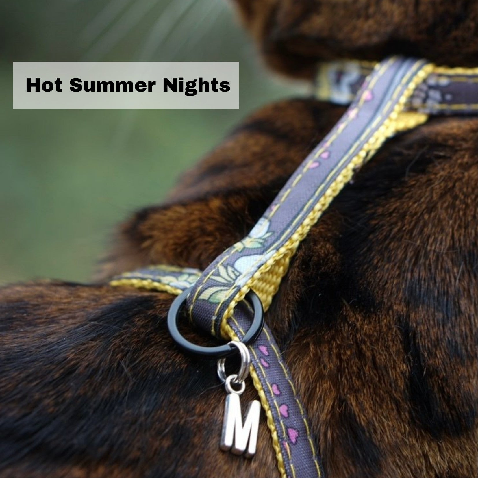 Black Dipped in Gold Leash and Harness Set