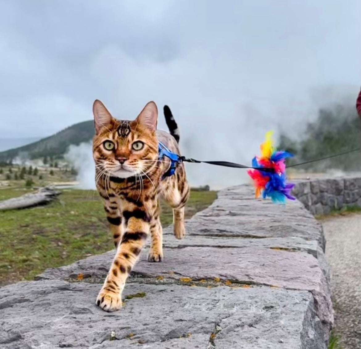 Rainbow Leash Trainer