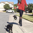 Black Dipped in Gold Leash and Harness Set